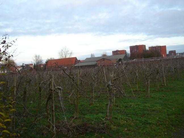 fruitteelt1_snoei