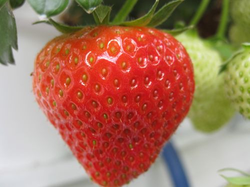 Volop eigen aardbeien
